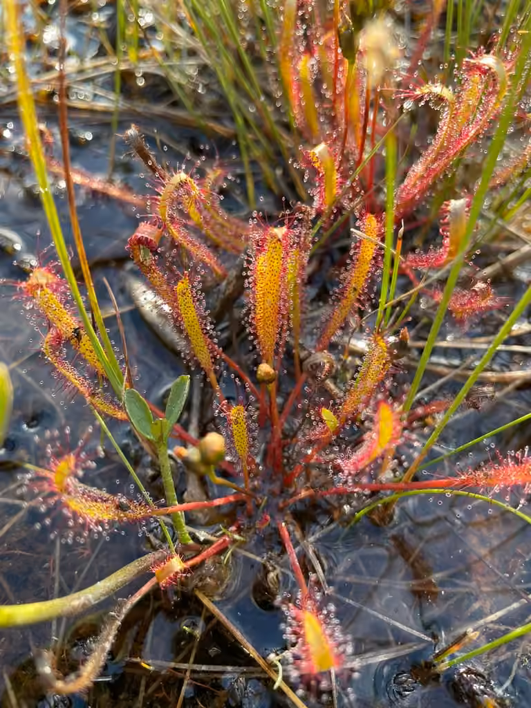 Linear-leaved sundew, In fruit
