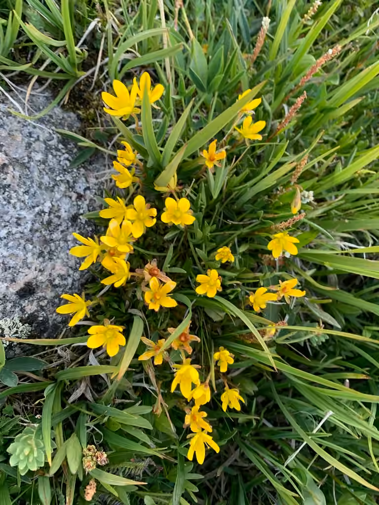 Yellow marsh saxifrage, In fruit