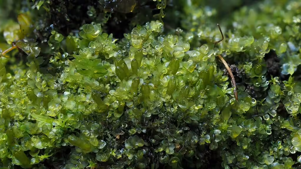 Dark-green Flapwort, photo 2 of 5