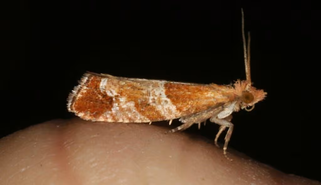 Epinotia castaneana, Adulte