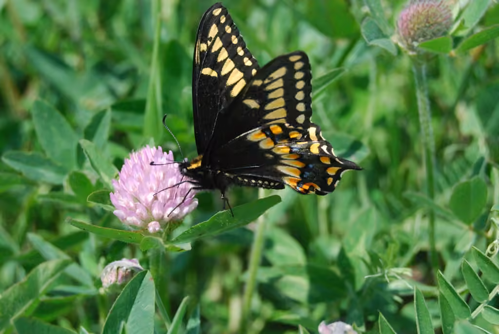 Papillon queue-courte, Adulte