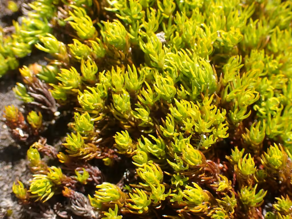 Northern Haircap, photo 1 of 5