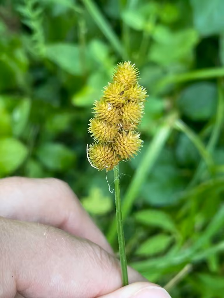 Carex accrêté, En fleurs