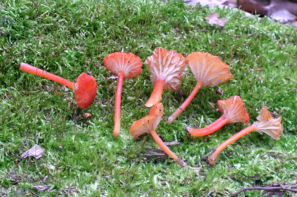 Hygrophore crête-de-coq, photo 3 sur 5