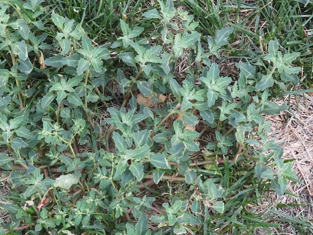 Chénopode salin, En fleurs