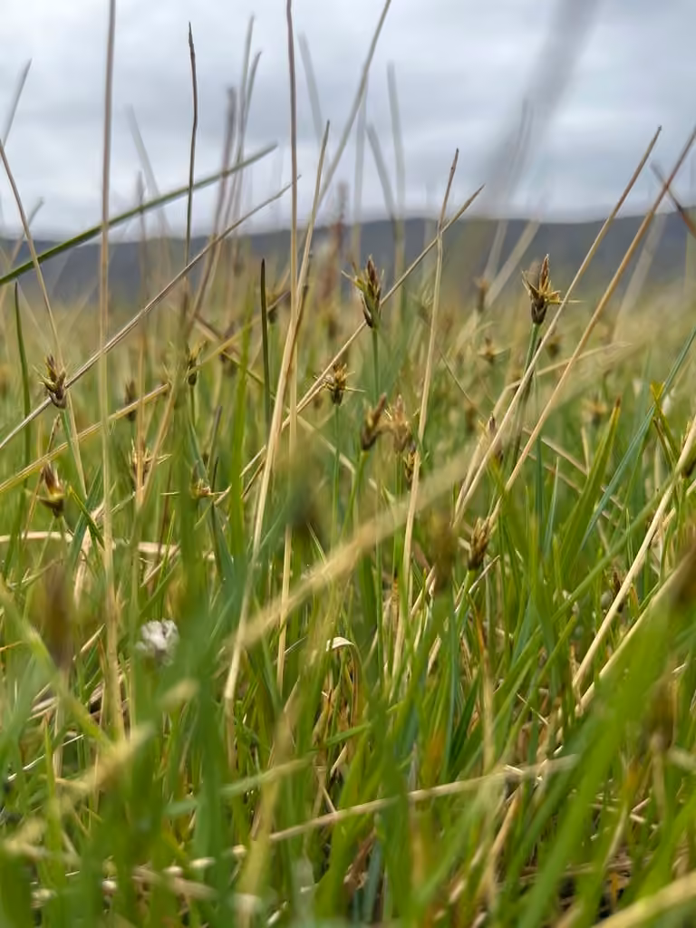 Carex à petite arête, En fleurs