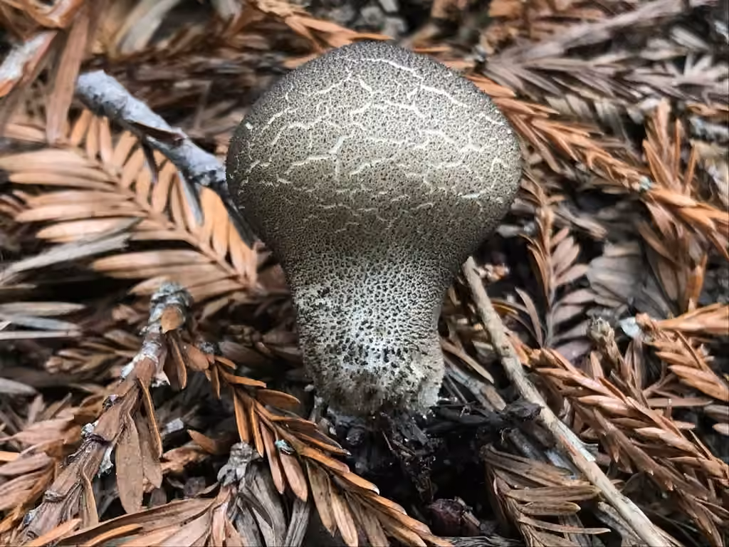 Lycoperdon mou, photo 3 sur 5
