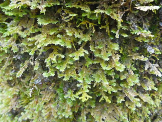Neckère pennée, photo 1 sur 5