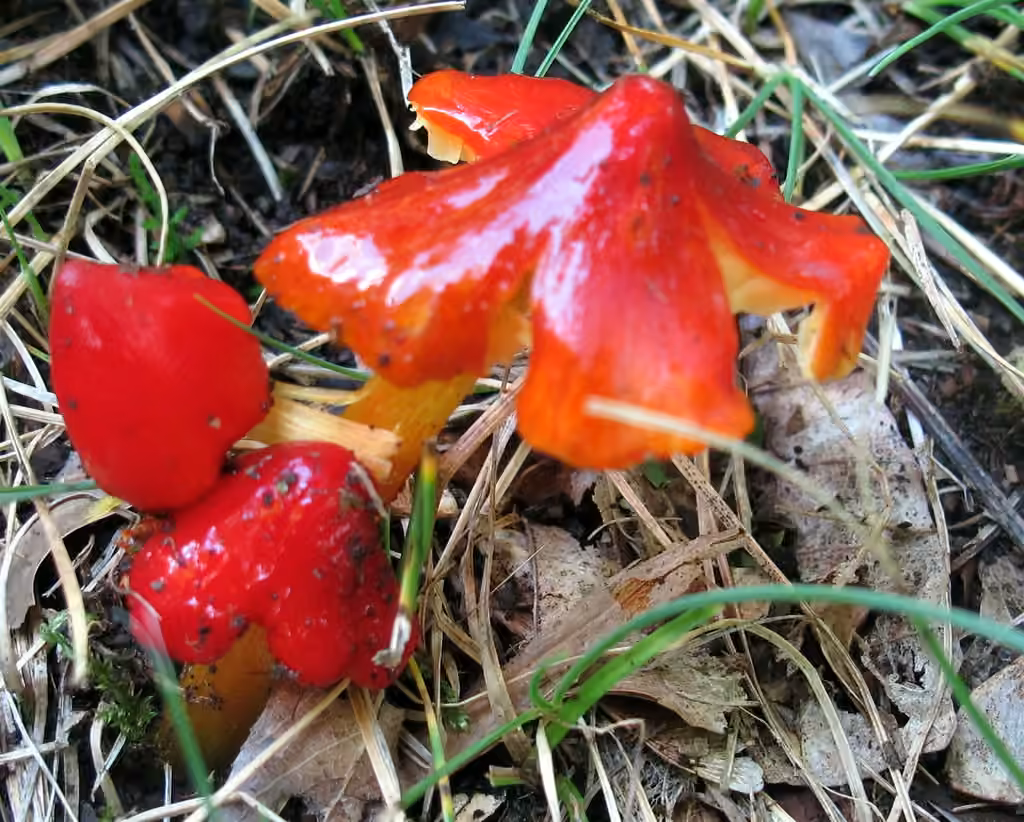 Candy Apple Waxy Cap, photo 3 sur 5