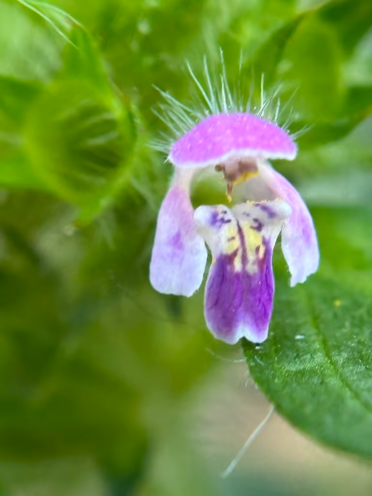 Splitlip hempnettle, photo 1 of 5