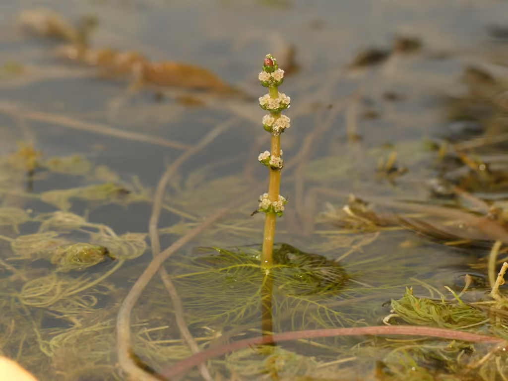 Myriophylle de Sibérie