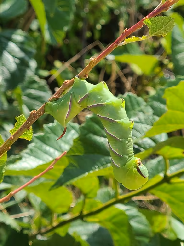 Sphinx du cerisier, Chenille