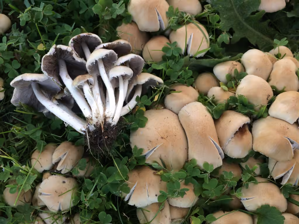 Psathyrelle de Candolle