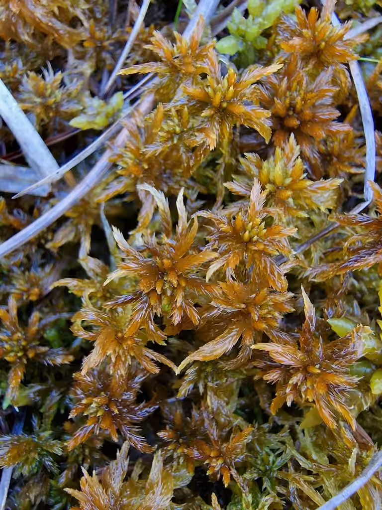 Jensen's sphagnum, photo 1 of 5