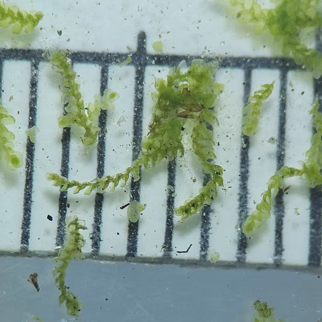 Micheli's Least Pouncewort, photo 3 of 5