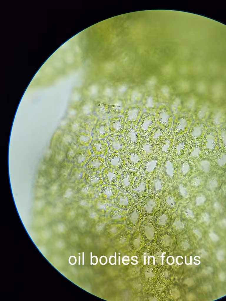 Micheli's Least Pouncewort, photo 2 of 5