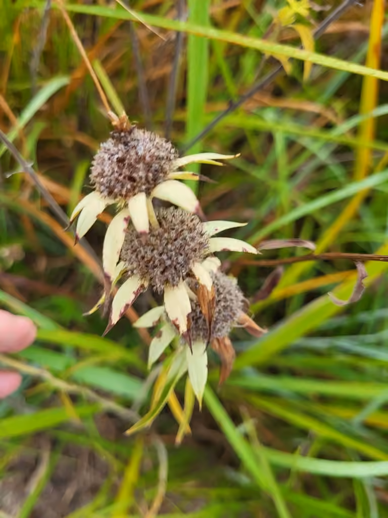 Monarde ponctuée, En fruits