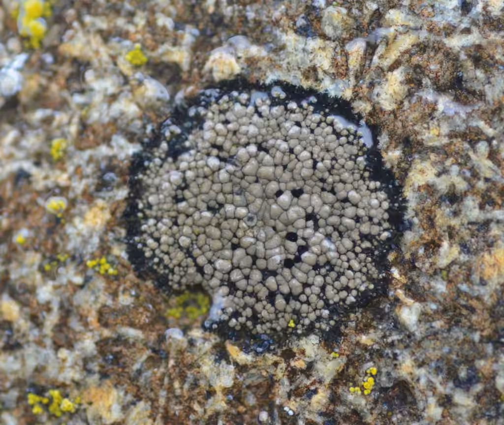 Rhizocarpe grand, photo 3 sur 5