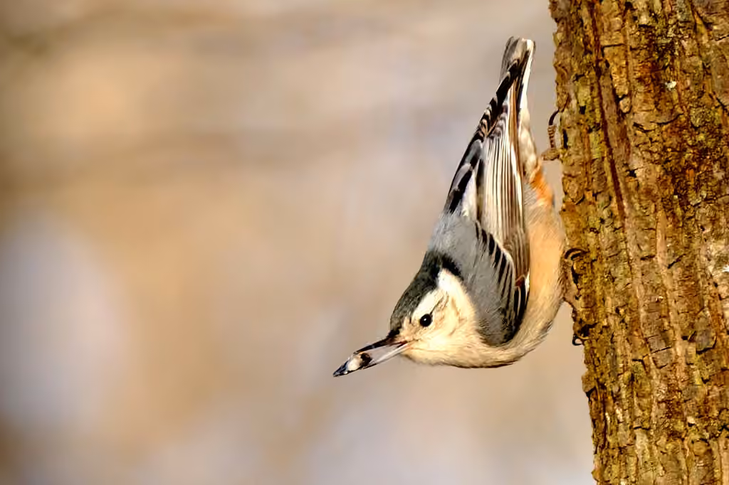 Sittelle à poitrine blanche, Mâle adulte