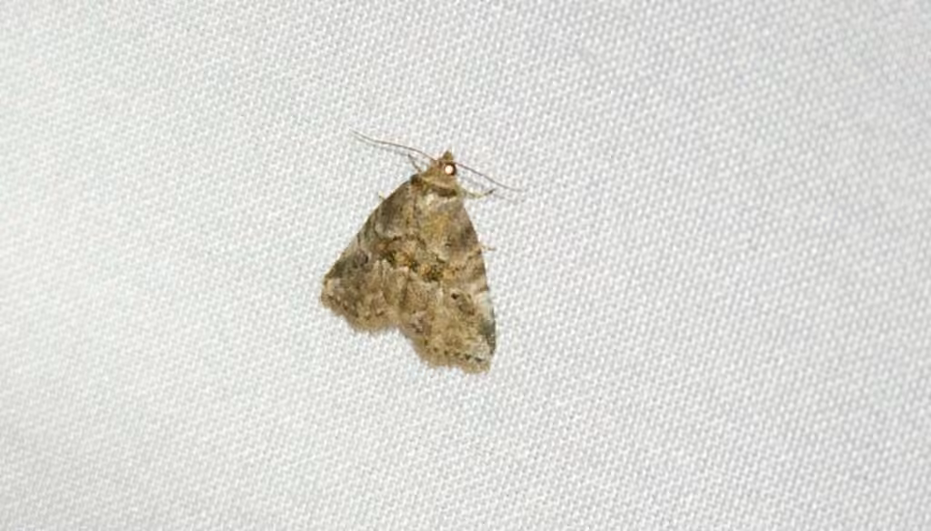 White-lined Graylet, Adult