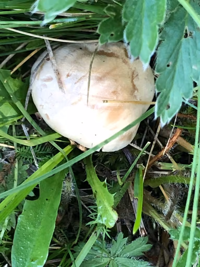 Hebeloma hiemale, photo 2 sur 5