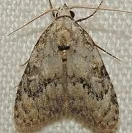 Ashy Meganola Moth, photo 1 sur 5