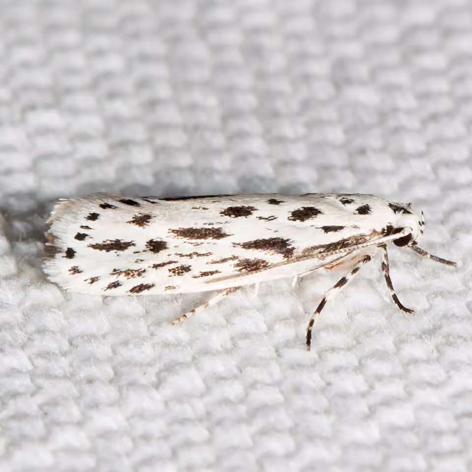 Streaked Ethmia Moth