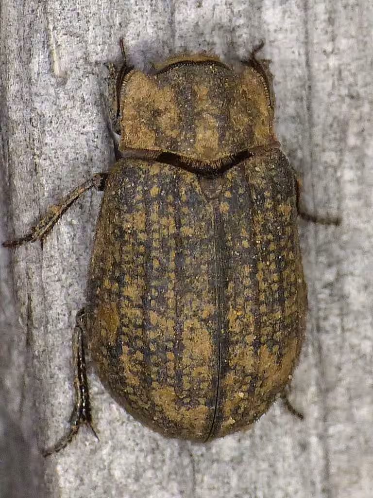 One-striated Hide Scarab Beetle, Adult