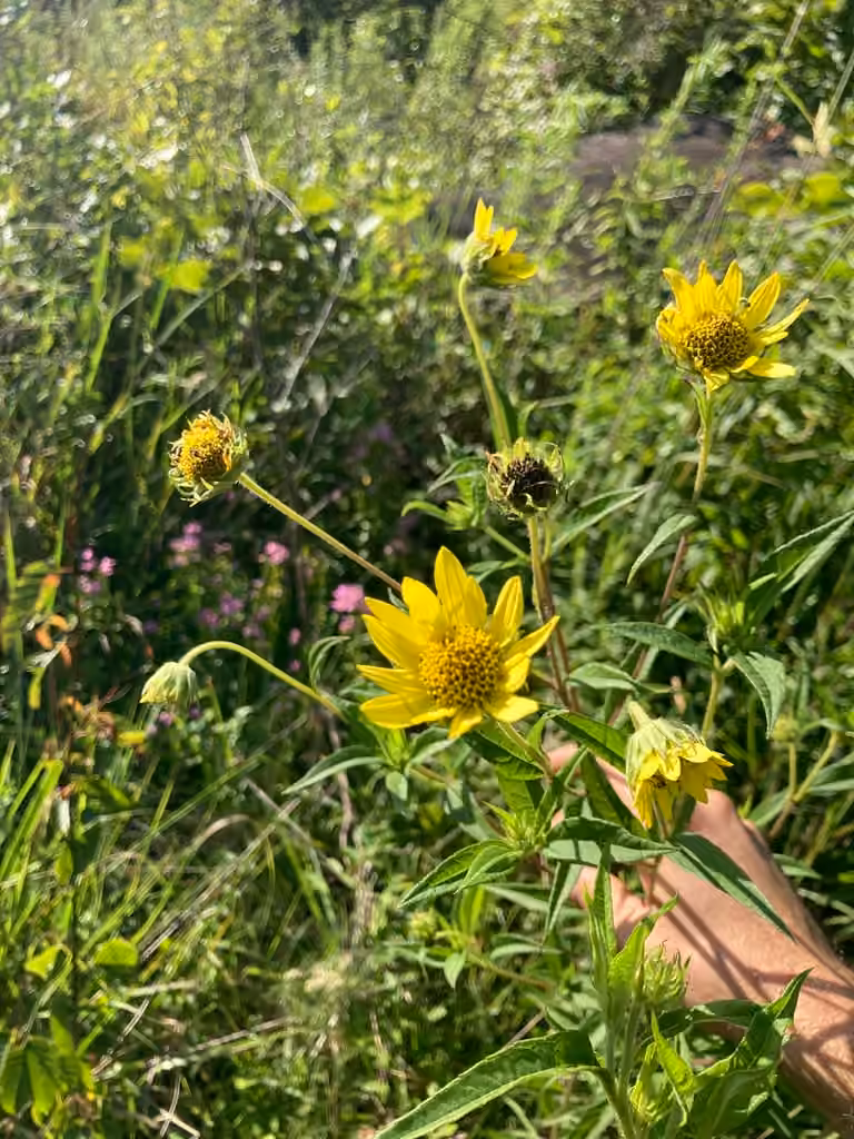 Giant sunflower, In fruit