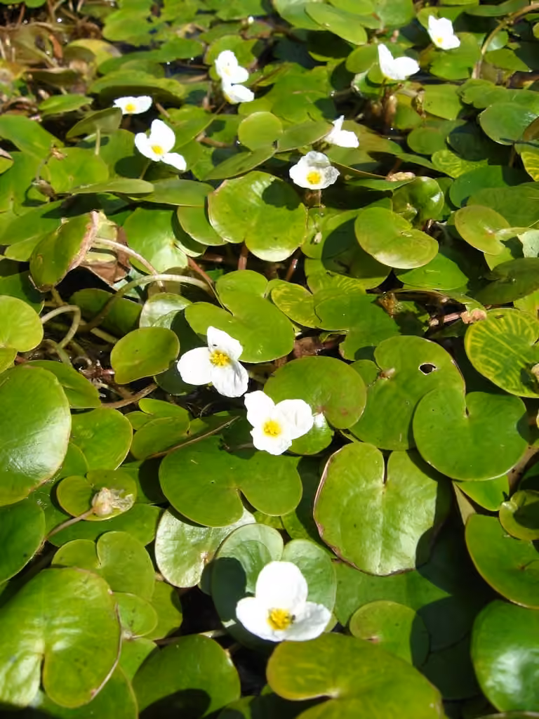 Common frogbit, In flower