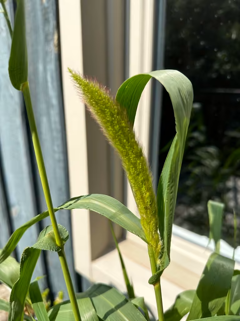 Foxtail millet, In flower