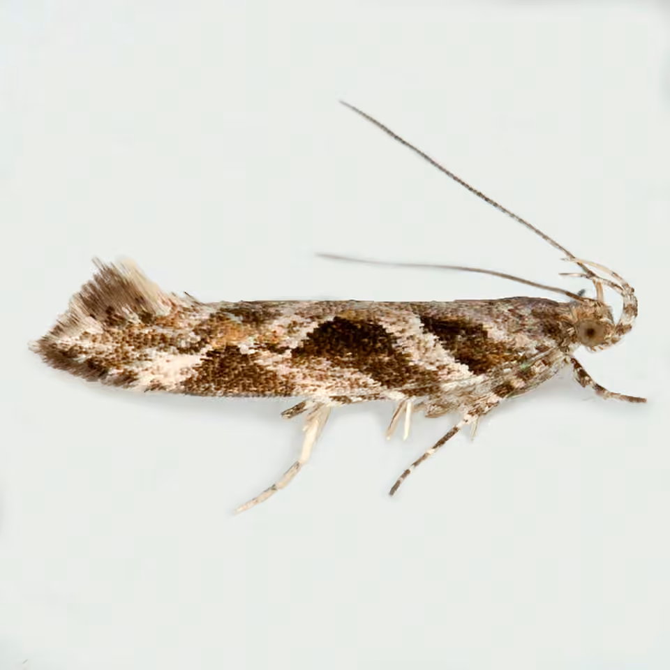 Aristotelia fungivorella, Adulte