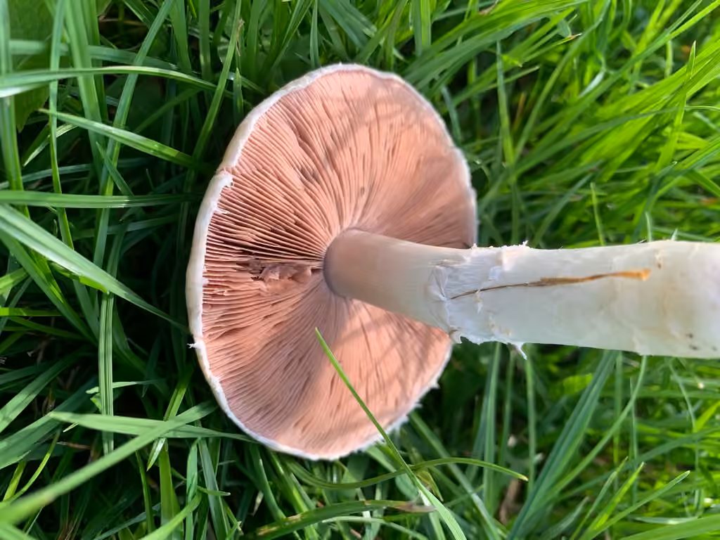 Rosé des prés, photo 2 sur 5