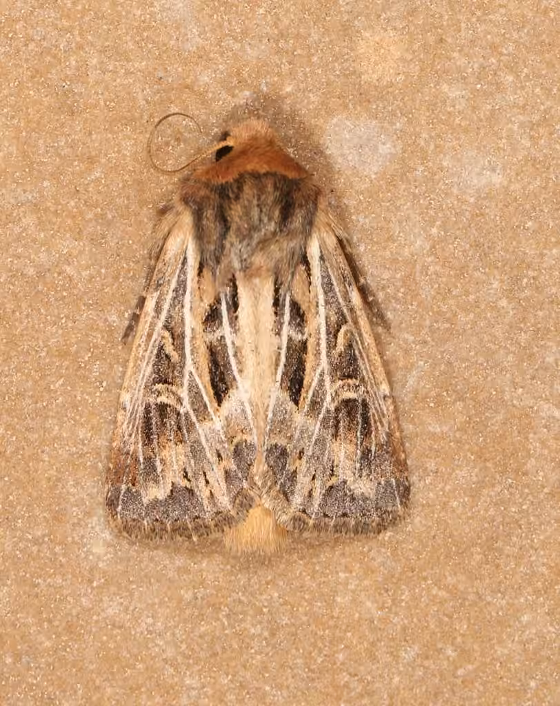 Snowy-veined Apamea Moth, Adulte