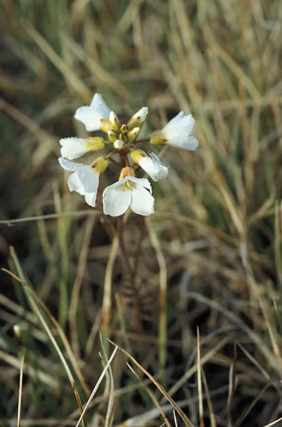 Cardamine à feuilles étroites, En fleurs