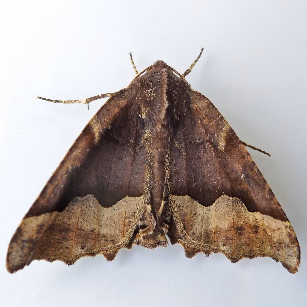 Hübner's Pero Moth, Adulte
