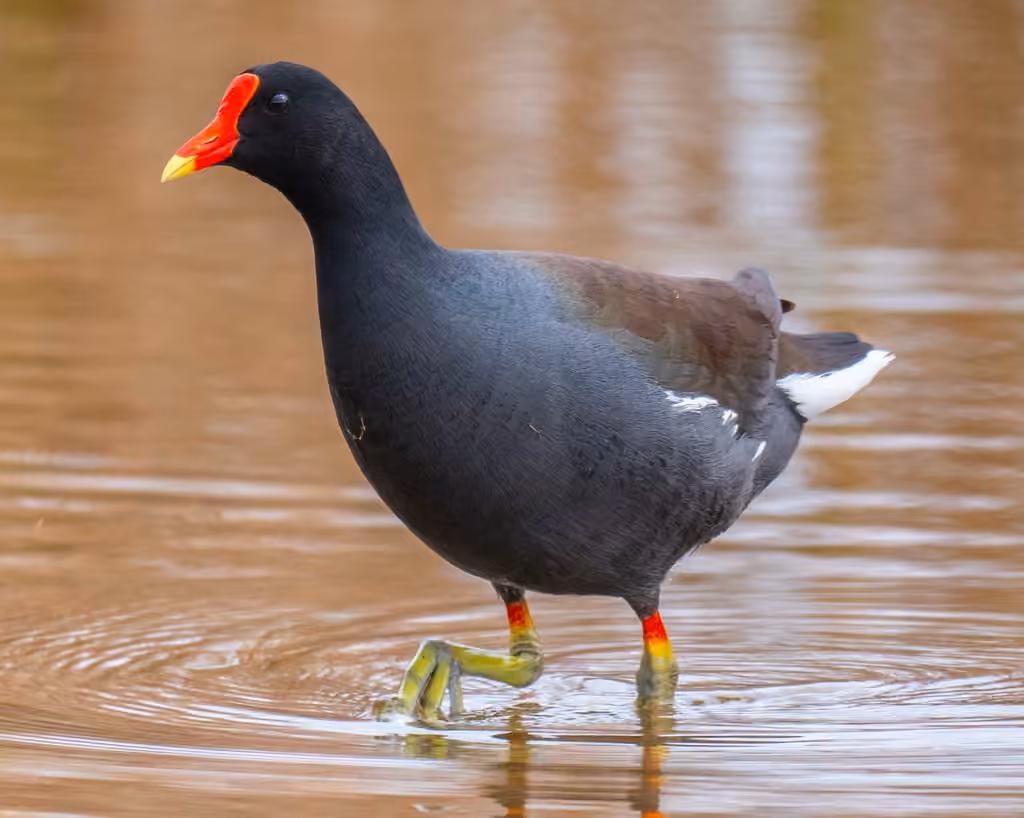Gallinule d'Amérique