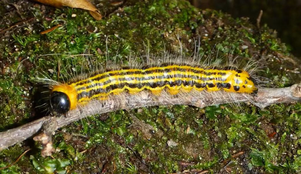 Drexel's Datana Moth, photo 1 sur 5