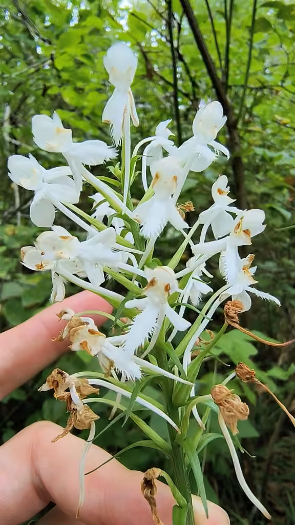 Platanthère à gorge frangée, En fleurs