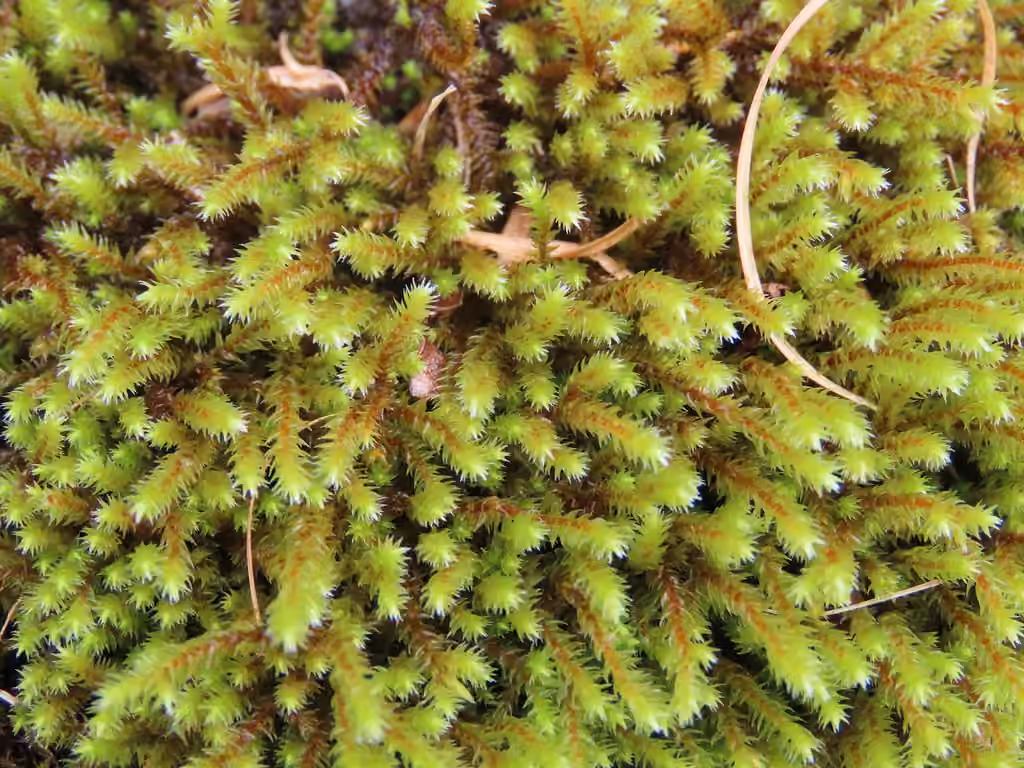 Hedwigie ciliée