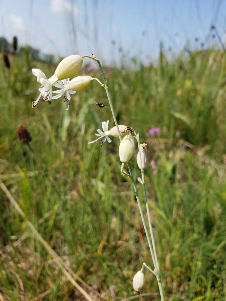 Balkan catchfly, In flower