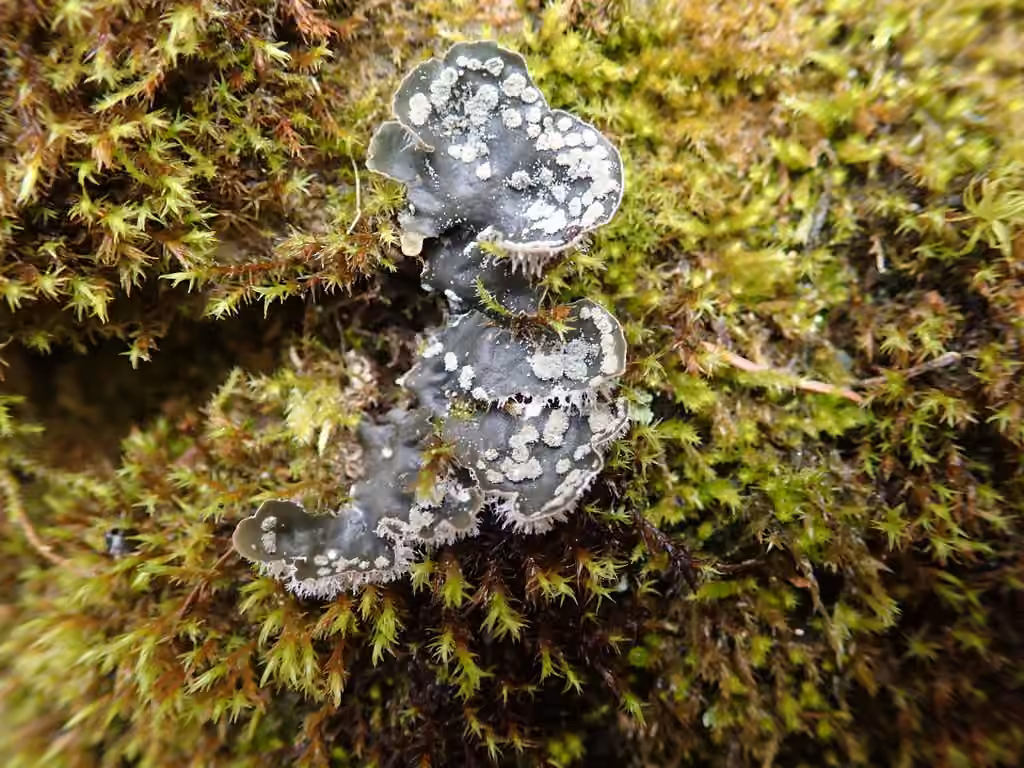 Peltigère tomenteuse, photo 2 sur 5