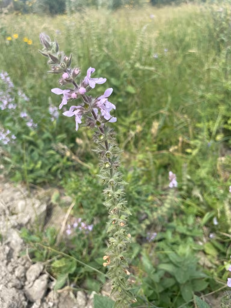 Épiaire poilue, En fleurs
