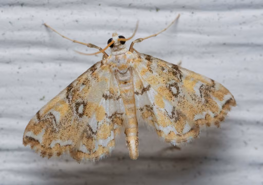 Elophila faulalis, photo 1 of 5