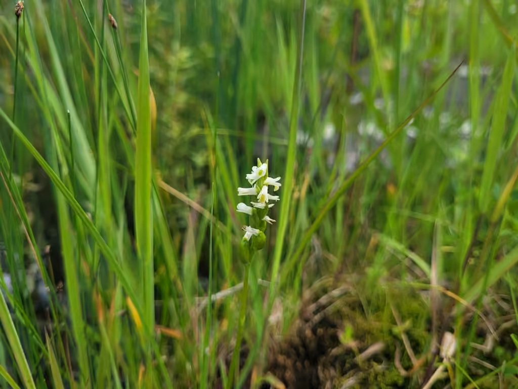 Shining ladies'-tresses, In fruit