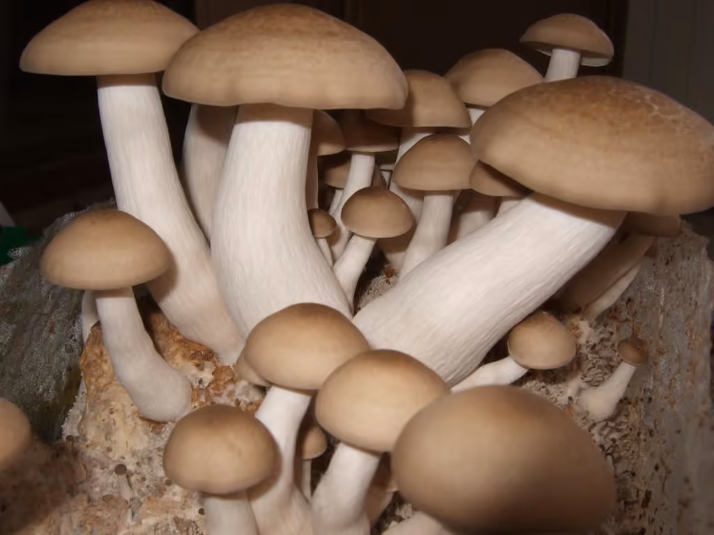 Beech Mushroom, photo 3 of 5