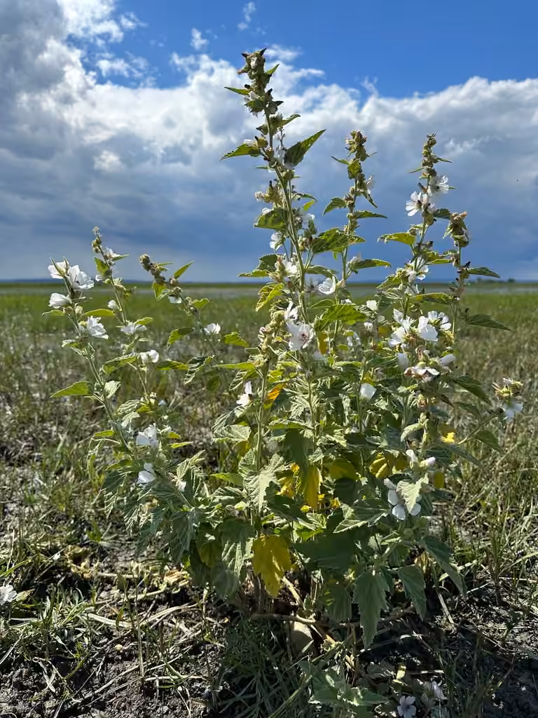 Guimauve officinale, photo 3 sur 5