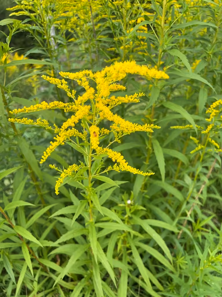 Canada goldenrod, photo 1 of 5