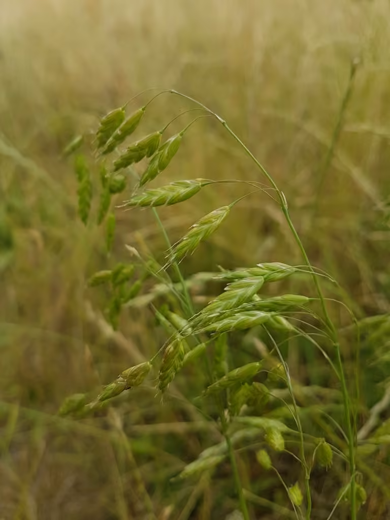 Rye brome, photo 1 of 5