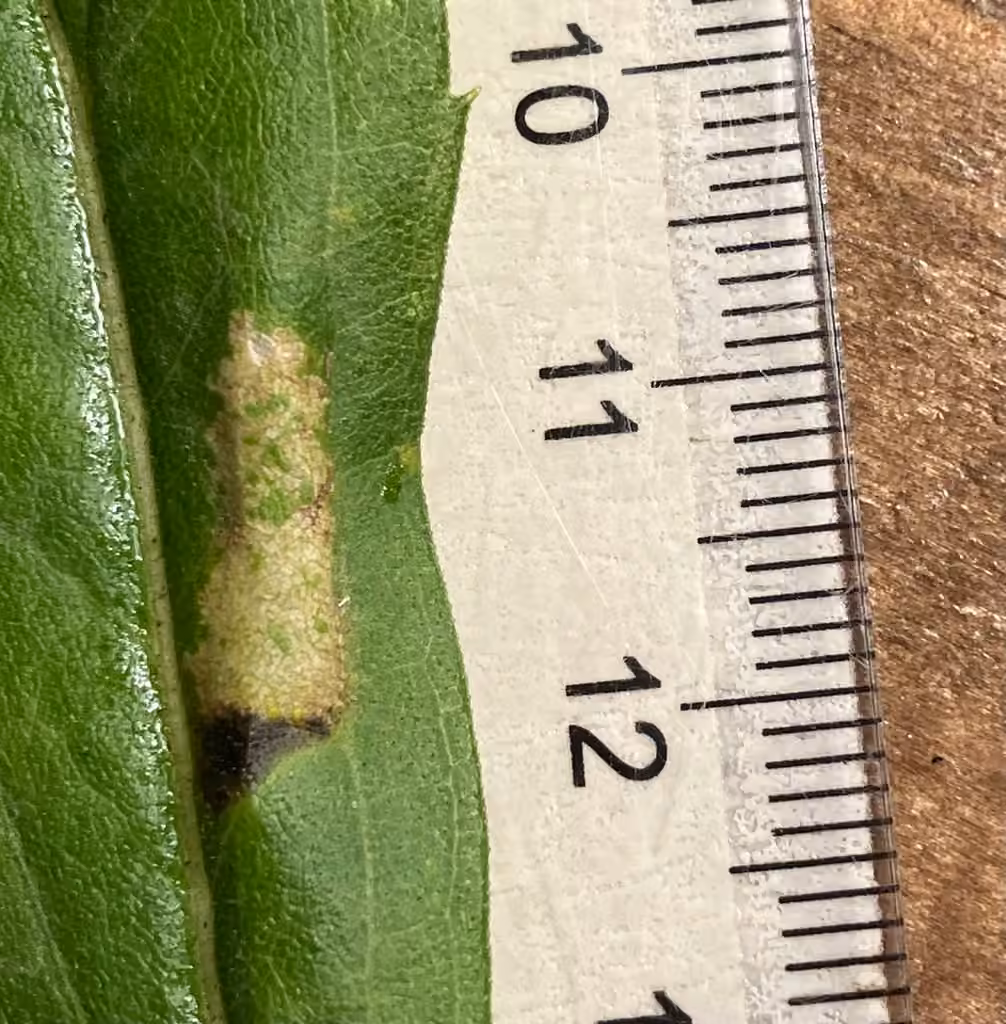 Goldenrod Leafminer, photo 3 of 5